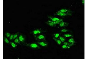 Immunofluorescence (IF) image for anti-Excision Repair Cross-Complementing Rodent Repair Deficiency, Complementation Group 4 (ERCC4) (AA 656-753) antibody (ABIN7150279)