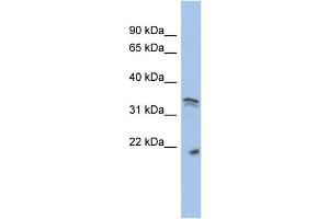 WB Suggested Anti-CDC2 Antibody Titration:  0. (CDK1 抗体  (Middle Region))