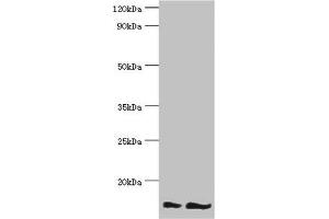 Western blot All lanes: NEDD8 antibody at 16 μg/mL Lane 1: Mouse heart tissue Lane 2: Mouse spleen tissue Secondary Goat polyclonal to rabbit IgG at 1/10000 dilution Predicted band size: 9 kDa Observed band size: 9 kDa (NEDD8 抗体  (AA 1-81))