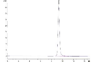 The purity of Cynomolgus NKp46 is greater than 95 % as determined by SEC-HPLC. (NCR1 Protein (AA 22-254) (His tag))