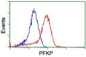 Flow cytometric Analysis of Hela cells, using anti-PFKP antibody (ABIN2455353), (Red), compared to a nonspecific negative control antibody, (Blue). (PFKP 抗体)