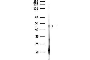 Western blot analysis of lysates from Mouse liver, using Phospho-TDP43 (Ser409/Ser410) Antibody at 1/1000 dilution.