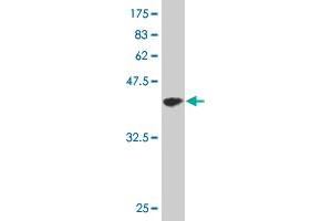 Western Blot detection against Immunogen (35. (CDK4 抗体  (AA 211-303))