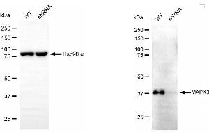 Western blotting analysis using ERK1 antibody (ABIN7799454).