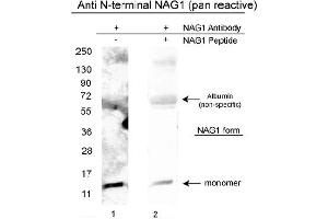 Image no. 1 for anti-Growth Differentiation Factor 15 (GDF15) (N-Term), (Variant D), (Variant H) antibody (ABIN453967)