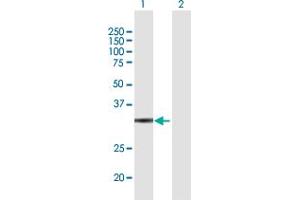 Western Blot analysis of GLOD4 expression in transfected 293T cell line by GLOD4 MaxPab polyclonal antibody. (GLOD4 抗体  (AA 1-298))