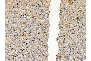 ABIN6259423 and ABIN6276212 at 1/100 staining mouse liver tissue by IHC-P. (RXFP2 抗体  (N-Term))