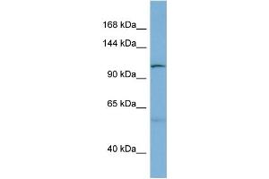 WB Suggested Anti-DNAJC10  Antibody Titration: 0. (DNAJC10 抗体  (N-Term))