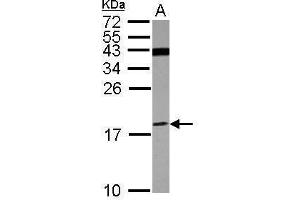 WB Image Sample (30 ug of whole cell lysate) A: U87-MG 15% SDS PAGE antibody diluted at 1:500 (ATP6V1F 抗体)