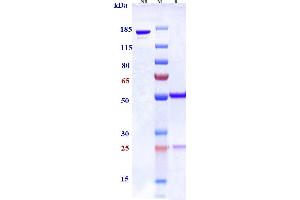 Anti-CSF1R / M-CSFR / CD115 Reference Antibody (LY3022855) on SDS-PAGE under reducing (R) condition.