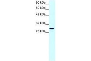 Image no. 1 for anti-Claudin 13 (CLDN13) (C-Term) antibody (ABIN202071) (Claudin 13 (CLDN13) (C-Term) 抗体)