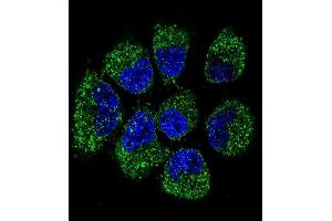 Confocal immunofluorescent analysis of TNFRSF11B Antibody (Center) (ABIN657660 and ABIN2846654) with NCI- cell followed by Alexa Fluor 488-conjugated goat anti-rabbit lgG (green). (Osteoprotegerin 抗体  (AA 243-271))