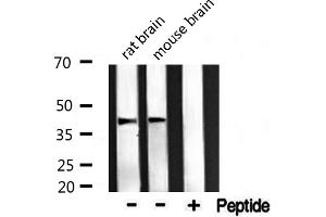 Western blot analysis of extracts from rat and mouse brain ，using Maf antibody. (MAF 抗体  (C-Term))