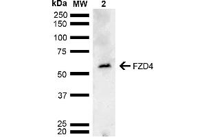 Western blot analysis of Mouse testis lysate showing detection of ~59. (FZD4 抗体  (AA 100-200) (Atto 594))