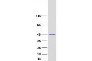 Western Blotting (WB) image for NDRG Family Member 2 (NDRG2) (Transcript Variant 8) protein (Myc-DYKDDDDK Tag) (ABIN2726982)