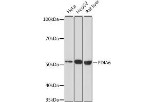 Western blot analysis of extracts of various cell lines, using PDI Rabbit mAb (ABIN7269615) at 1:1000 dilution. (PDIA6 抗体)