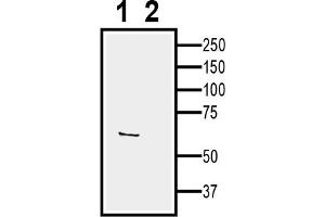 1.
