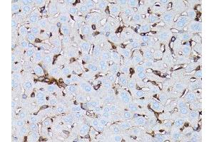 Immunohistochemistry (Paraffin-embedded Sections) (IHC (p)) image for anti-Actin, beta (ACTB) antibody (ABIN3020544)