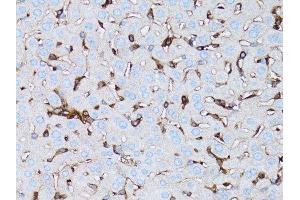 Immunohistochemistry (Paraffin-embedded Sections) (IHC (p)) image for anti-Actin, beta (ACTB) antibody (ABIN3020544)