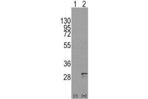 Western blot analysis of SCF antibody and 293 cell lysate either nontransfected (Lane 1) or transiently transfected with the KITLG gene (2). (KIT Ligand 抗体  (AA 244-273))