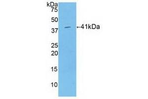 Detection of Recombinant HIST1H2AB, Human using Polyclonal Antibody to Histone Cluster 1, H2ab (HIST1H2AB)