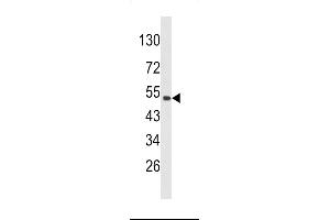 Western Blotting (WB) image for anti-Pleckstrin Homology Domain Containing, Family O Member 1 (PLEKHO1) (AA 49-77), (N-Term) antibody (ABIN652439)