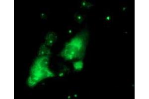 Anti-PGAM2 mouse monoclonal antibody (ABIN2454929) immunofluorescent staining of COS7 cells transiently transfected by pCMV6-ENTRY PGAM2 (RC200701). (PGAM2 抗体)