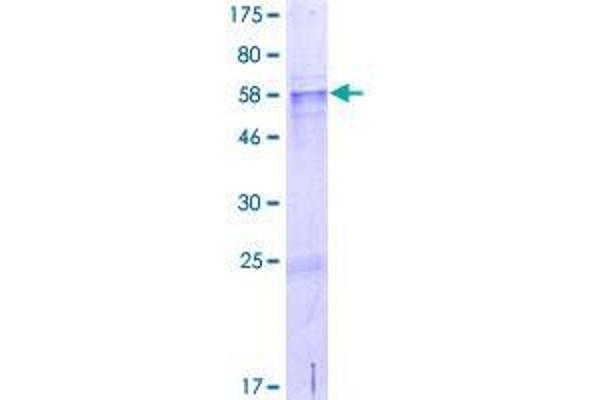 CCDC54 Protein (AA 1-328) (GST tag)