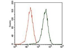 Flow cytometric analysis of HEK293 cells using SQSTM1 mouse mAb (green) and negative control (red). (SQSTM1 抗体  (AA 232-356))