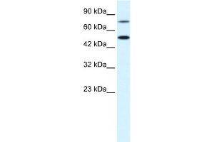WB Suggested Anti-CHML Antibody Titration:  0. (CHML 抗体  (N-Term))