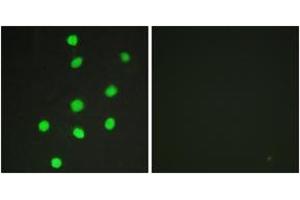 Immunofluorescence analysis of HepG2 cells, using GLI-3 Antibody. (GLI3 抗体  (AA 11-60))