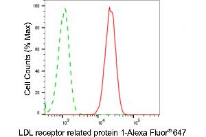 anti-Low Density Lipoprotein Receptor-Related Protein 1 (LRP1) antibody