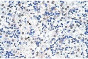 Immunohistochemical staining (Formalin-fixed paraffin-embedded sections) of human liver with IKZF3 polyclonal antibody  at 4-8 ug/mL working concentration. (IKZF3 抗体  (N-Term))