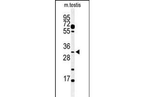 Western blot analysis of hOBEC3B 1353a in mouse testis tissue lysates (35 μg/lane). (APOBEC3B 抗体  (C-Term))