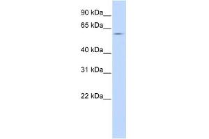 Western Blotting (WB) image for anti-Solute Carrier Family 15 (H+/Peptide Transporter), Member 4 (SLC15A4) (Middle Region) antibody (ABIN2781720)