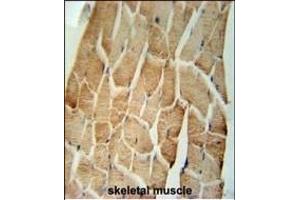 CRLS1 Antibody (C-term) (ABIN651615 and ABIN2840326) immunohistochemistry analysis in formalin fixed and paraffin embedded human skeletal muscle followed by peroxidase conjugation of the secondary antibody and DAB staining. (CRLS1 抗体  (C-Term))