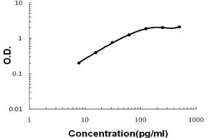 Sandwich ELISA - Recombinant mouse MIP-3 Alpha/CCL20 protein standard curve. (CCL20 抗体  (AA 28-97))