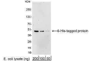Western Blotting (WB) image for anti-His Tag antibody (ABIN7453371)