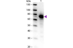 Western Blotting (WB) image for anti-Transferrin (TF) antibody (Biotin) (ABIN1607870)