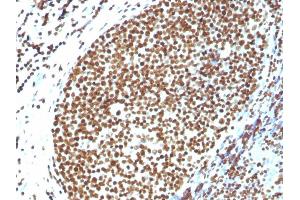 Formalin-fixed, paraffin-embedded human Tonsil stained with Histone H1 Rabbit Polyclonal Antibody. (Histone H1 抗体)