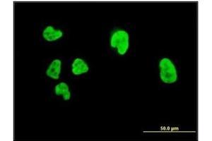 Immunofluorescence (IF) image for anti-Runt-Related Transcription Factor 2 (RUNX2) (AA 251-351) antibody (ABIN614586)