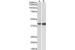 ABIN4902622 (0. (EXOG 抗体)