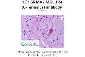 Image no. 1 for anti-Glutamate Receptor, Metabotropic 4 (GRM4) (C-Term) antibody (ABIN1735271) (Metabotropic Glutamate Receptor 4 抗体  (C-Term))