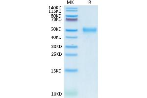 CD24 Molecule (CD24) (AA 27-54) protein (Fc Tag)