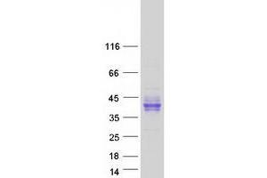 Validation with Western Blot (LRRC55 Protein (Myc-DYKDDDDK Tag))