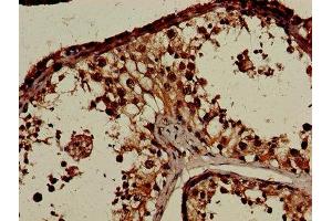 Immunohistochemistry of paraffin-embedded human testis tissue using ABIN7148482 at dilution of 1:100 (CNTNAP1 抗体  (AA 26-356))