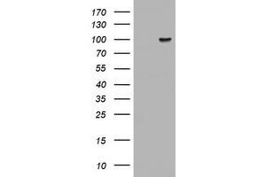 Image no. 1 for anti-ATR Interacting Protein (ATRIP) (AA 42-309) antibody (ABIN1491509) (ATRIP 抗体  (AA 42-309))