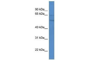 GPR75 antibody used at 0.