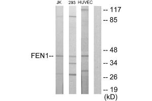 Western blot analysis of extracts from Jurkat cells, 293 cells and HUVEC cells, using FEN1 antibody. (FEN1 抗体  (Internal Region))