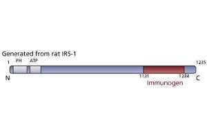 Image no. 3 for anti-Insulin Receptor Substrate 1 (IRS1) (AA 1131-1234) antibody (ABIN968515) (IRS1 抗体  (AA 1131-1234))